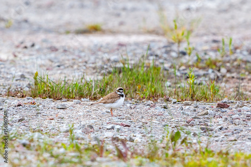 Little ringed plover looking at the camera