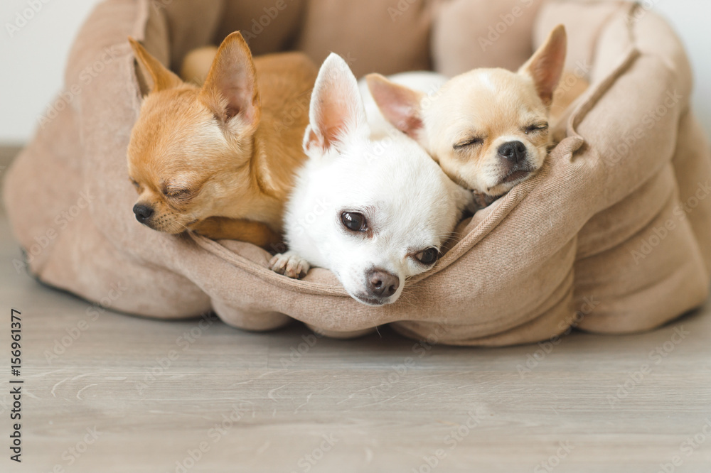 Closeup of three lovely, cute domestic breed mammal chihuahua ...