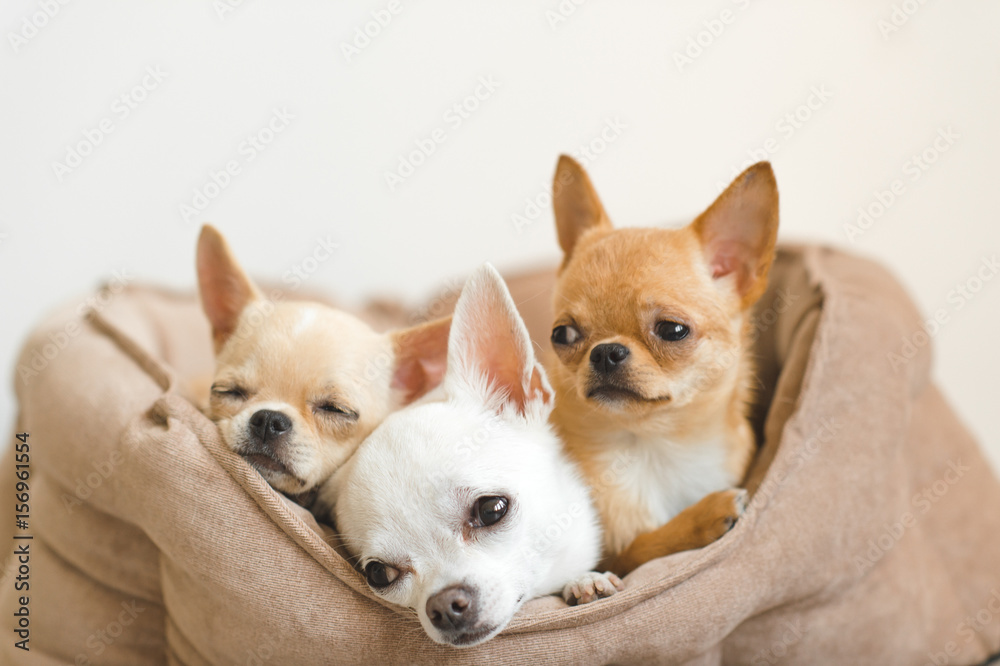 Closeup of three lovely, cute domestic breed mammal chihuahua puppies friends lying, relaxing in dog bed. Pets resting, sleeping together. Pathetic and emotional portrait. Dog ears, eyes and facesþ