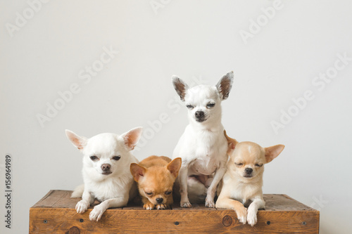 Four young  lovely  cute domestic breed mammal chihuahua puppies friends sitting on wooden vintage box. Pets indoor together looking around and asking. Pathetic soft portrait. Happy dog family.