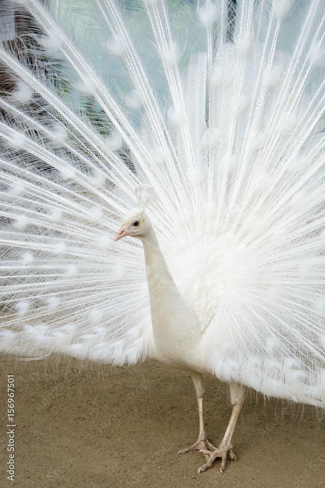 Obraz premium White peacock with tail spread
