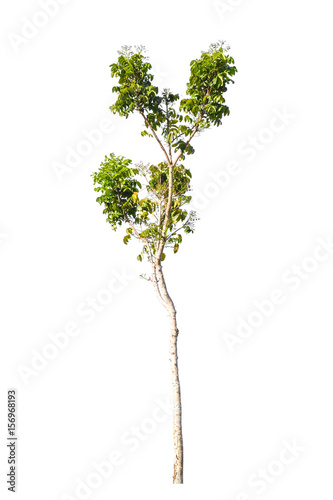 green tree nature isolated on white background