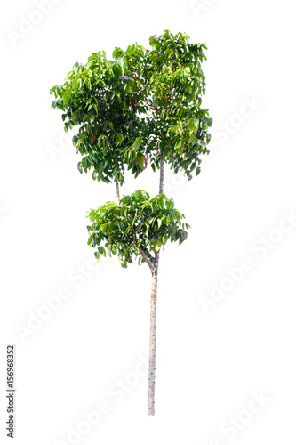 green tree nature isolated on white background