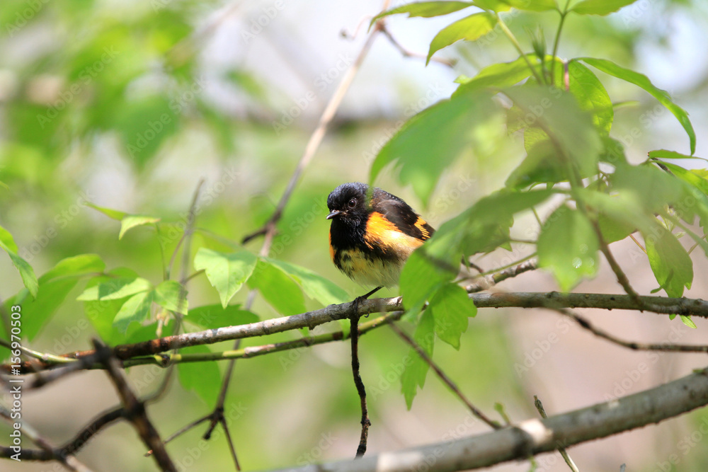 American Redstart male perched on branch in early spring American Redstart male perched on branch in early spring