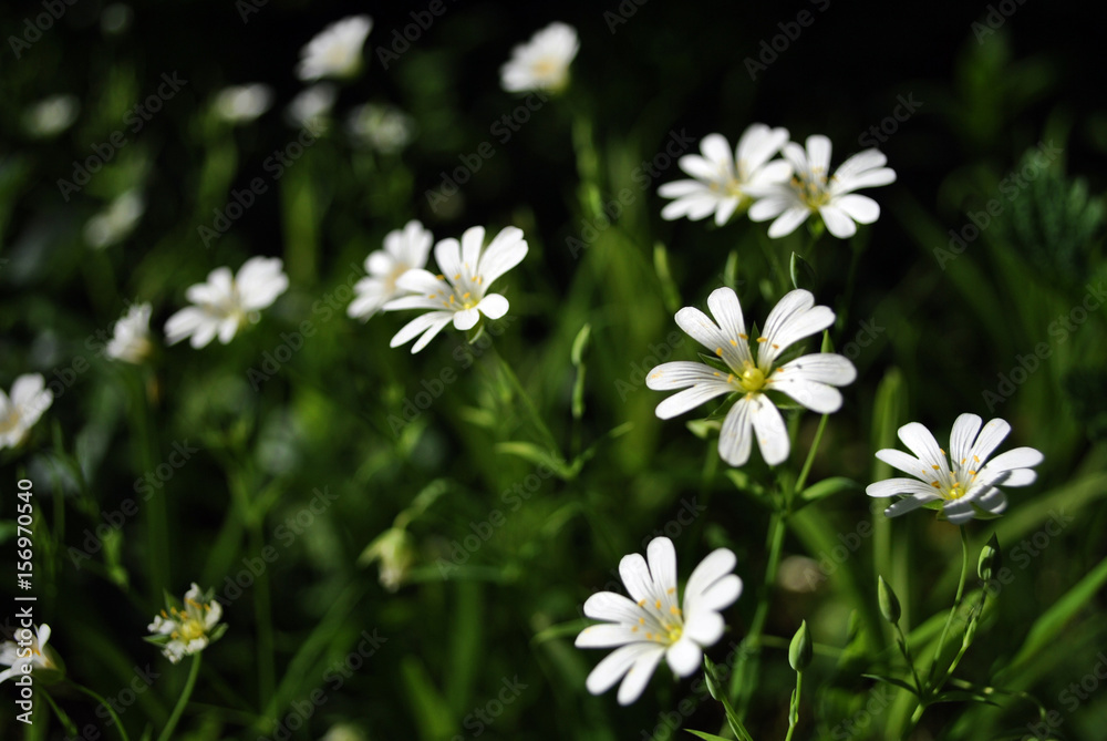 Cerastium arvense (field mouse-ear or field chickweed) flowers blooming in forest, soft bokeh Cerastium arvense (field mouse-ear or field chickweed) flowers blooming in forest, soft bokeh