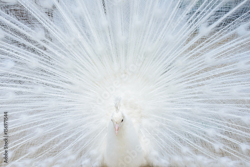 White peacock with tail spread