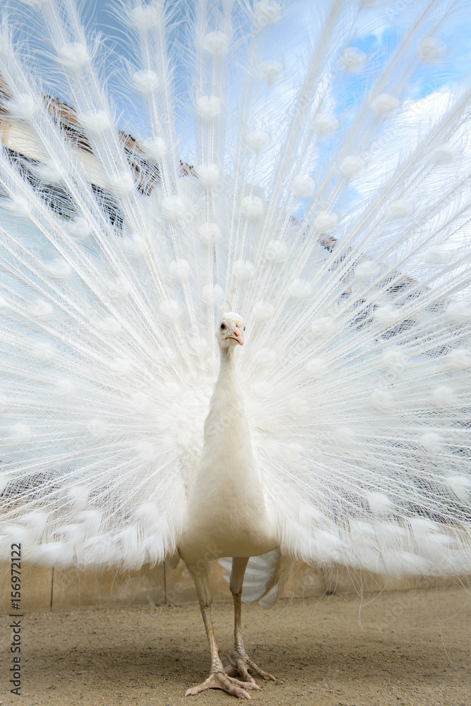 Obraz premium White peacock with tail spread