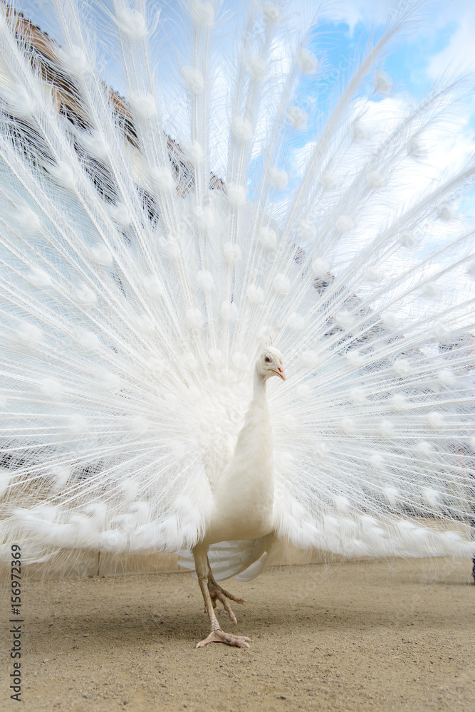 Fototapeta premium White peacock with tail spread