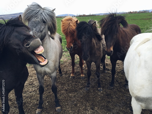 Laughing icelandic horse in a herd