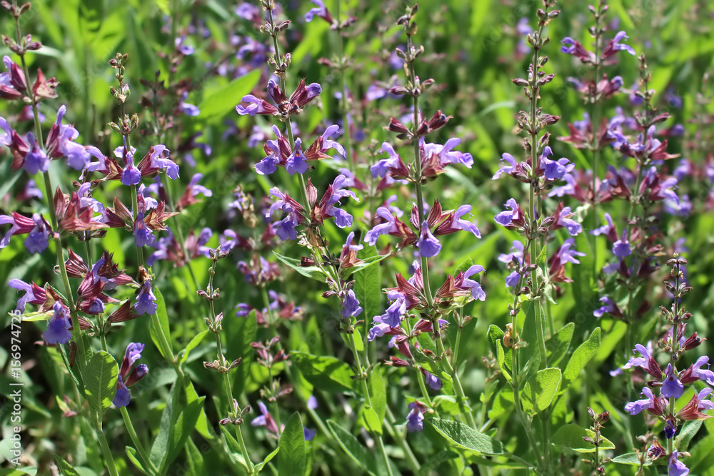 Salvia officinalis in the sunny day. Medicinal plants, herbs in the garden. 