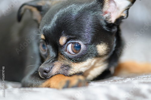 Chihuahua © Photopen