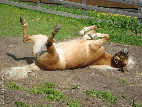 Pferd liegt auf dem Rücken photo