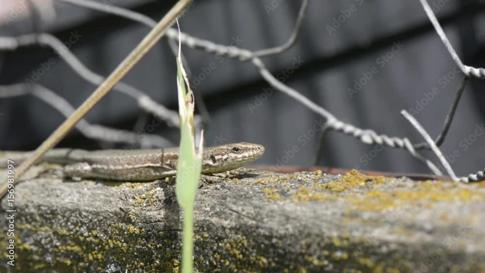 Animal life. Macro of a salamander sitting in the sun and relaxing. Animal life. Macro of a salamander sitting in the sun and relaxing.
