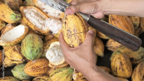 Opening a cocoa pod to show beans inside
