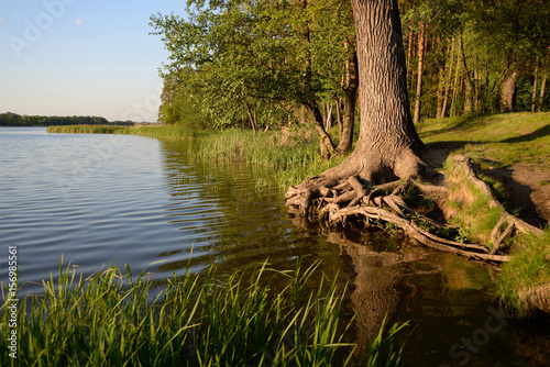 Obraz na płótnie Tree on the river bank w salonie