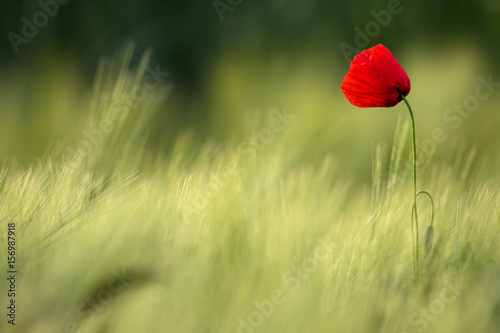 Picturesque Single Wild Poppy On A Background Of Ripe Wheat.Wild Red Poppy, Shot With A Shallow Depth Of Focus, On A Yellow Wheat Field In The Sun. Lonely Red Poppy Close-Up Among Wheat