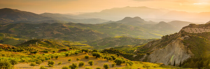 Leinwandbilder Honigfarbe olive plantation on the Crete,Greece  © Pavel Timofeev