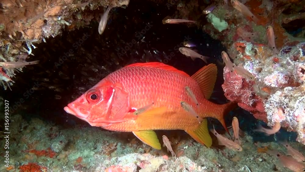 Red Sea Perch in search of food on clear seabed underwater of Maldives.Swimming in world of colorful beautiful seascape. Aquarium of wild nature. Abyssal relax diving.