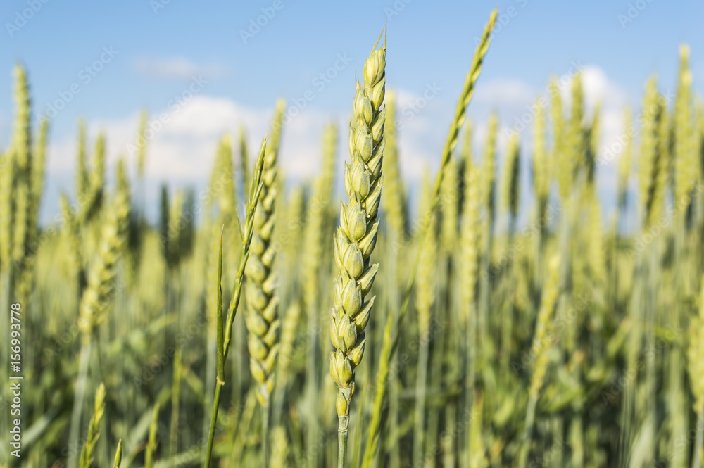Green wheat field Green wheat field