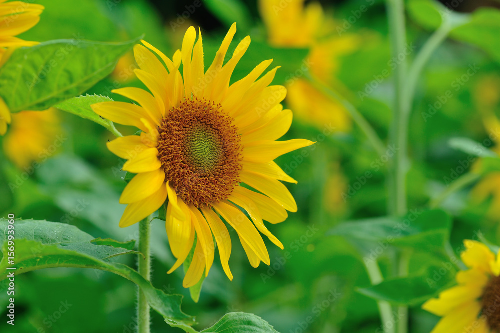 closeup of beautiful sunflower blooming at garden closeup of beautiful sunflower blooming at garden