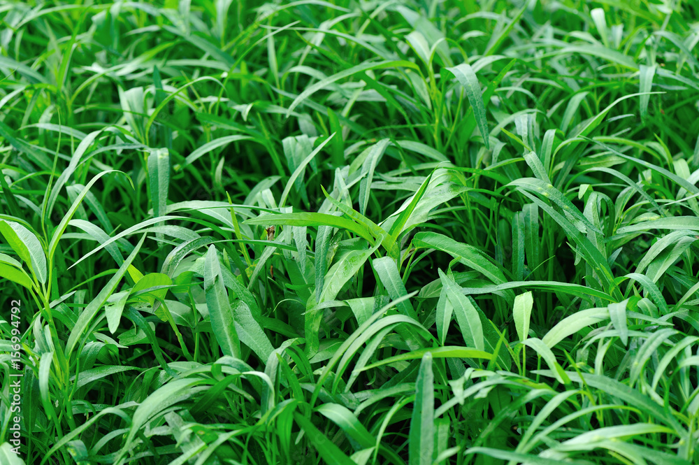 green water spinach plants in growth at vegetable garden