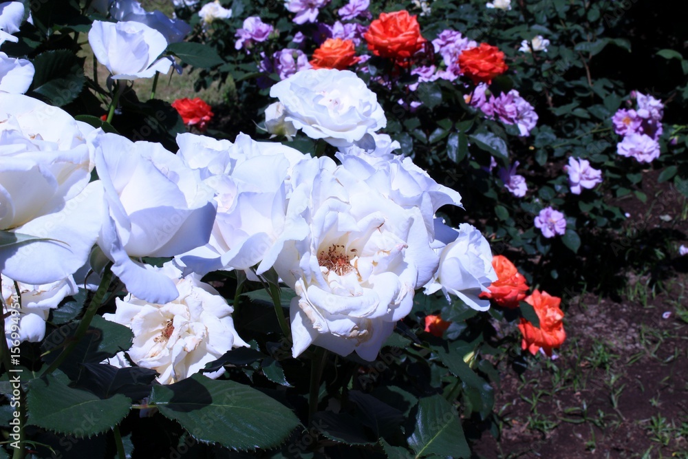 Fototapeta premium 色鮮やかな薔薇