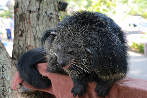 Fototapeta Naklejka Na Ścianę i Meble -  Binturong or Bearcat (Arctictis binturong) on the tree branch.