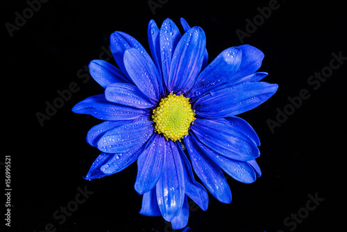 blue macro flower