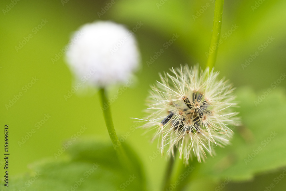 Fototapeta premium Close up of Dandelion