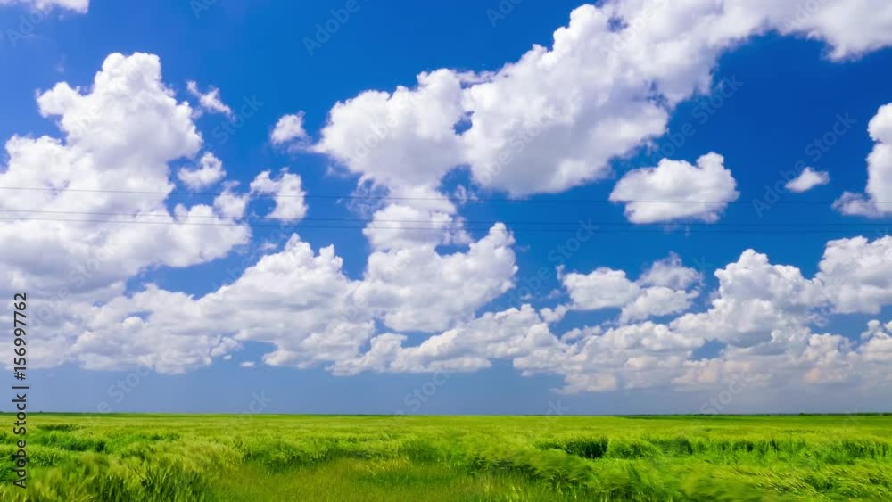 Green wheat field and blue sky with white clouds  / Green wheat field and blue sky with white clouds in windy day, time lapse