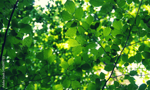 Green leaves on the green