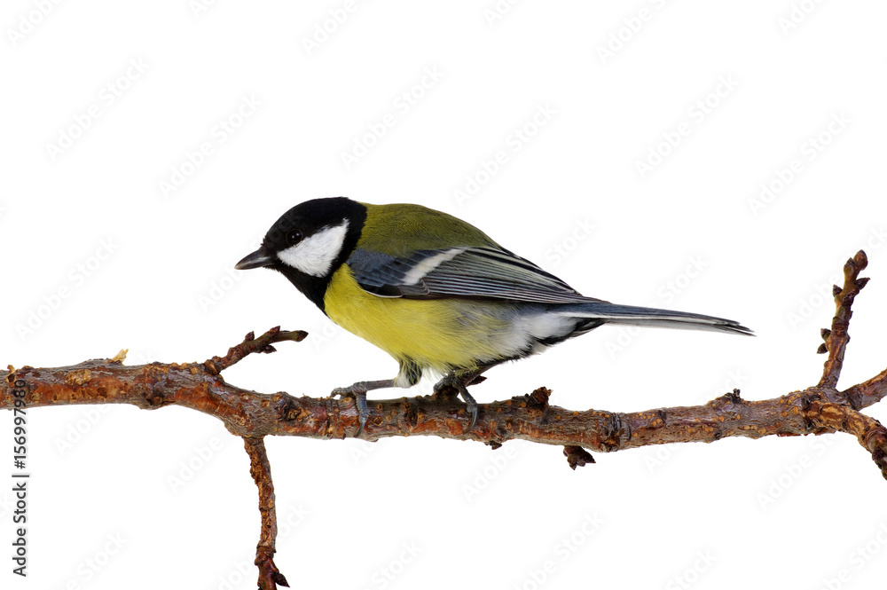 Naklejka premium great tit on a branch