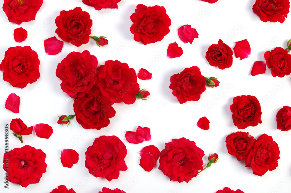 Red roses on white Red roses on white