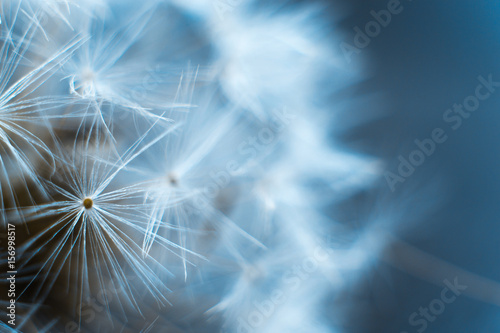 Dandelion macro on a gray background. © prokop.photo