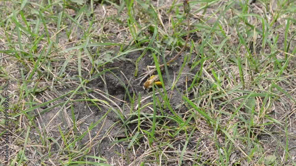The earth bee digs a hole for himself. The earth bee digs a hole for himself.