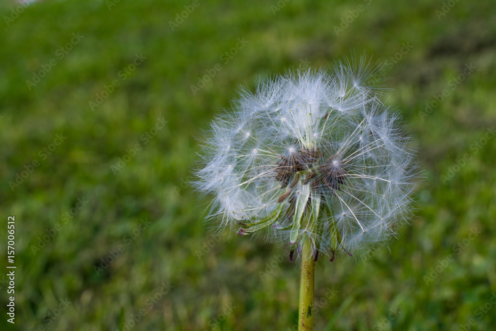 Fototapeta premium Dandelion