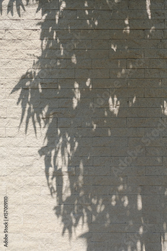 Tree shadow on white brick wall