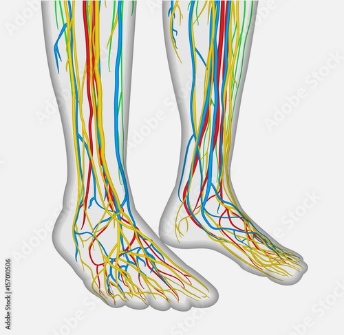 Medically accurate anatomy illustration of human feet legs with nervous and blood system