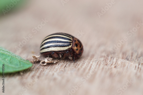 Colorado potato beetle with a leaf of a potato a macro wrecker.