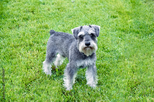 Schnauzer stands in the grass