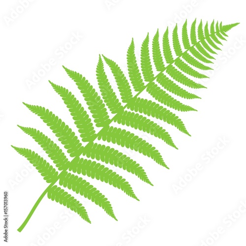 Fern