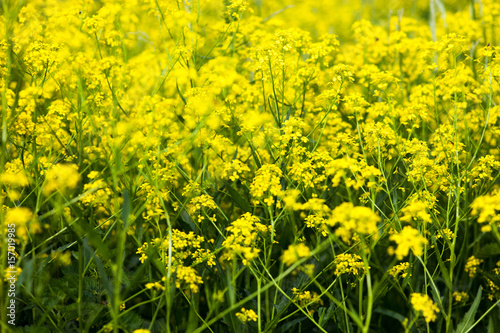 Yellow rapeseed flowers  Brassica napus 