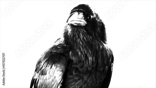 Black Raven. Macro.