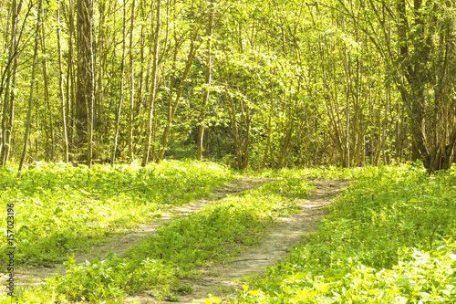 Sunny green forest on a summer morning with a forest road