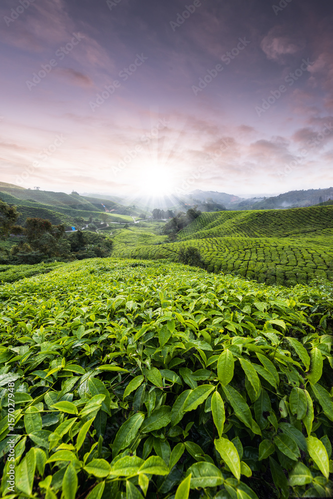 Tea plantation plant Malaysia