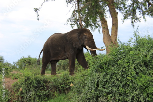 Queen Elizabeth II National Park Uganda