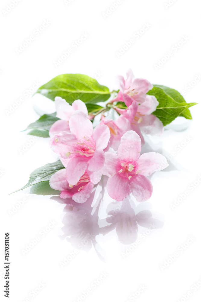 Beautiful flowers Weigela Beautiful flowers Weigela