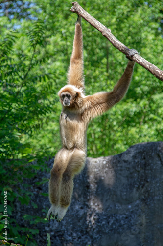 gibbon