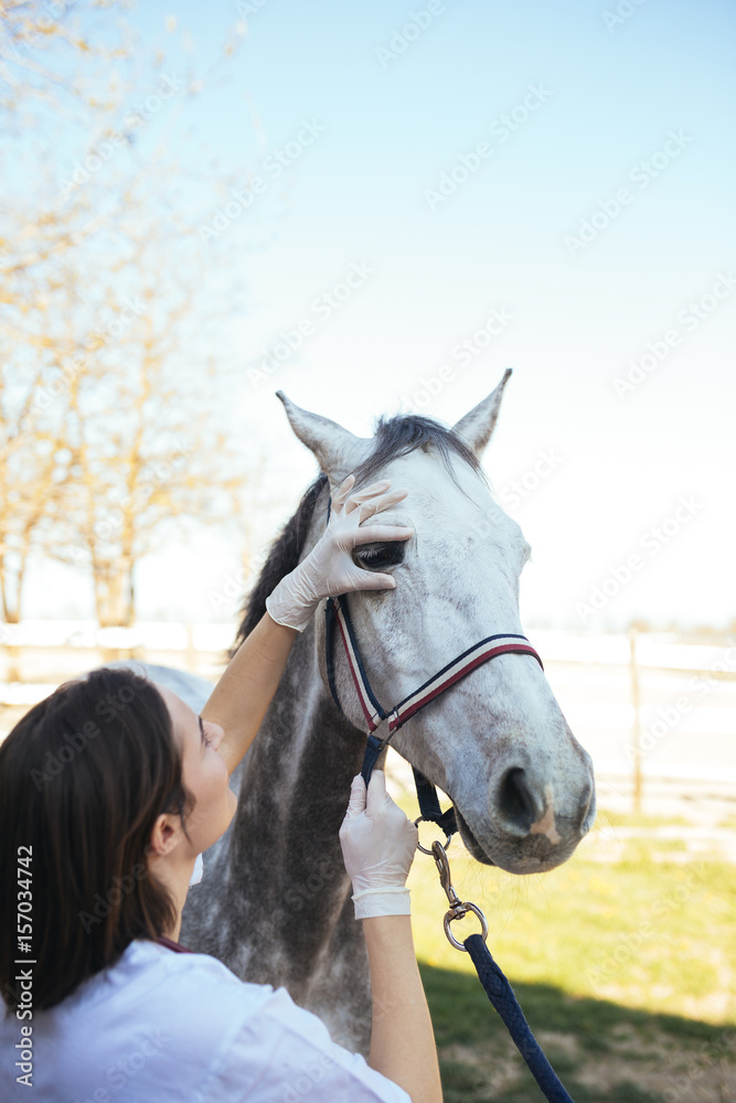 Fototapeta premium Veterinary horses on the farm conducting a review in one eye. 