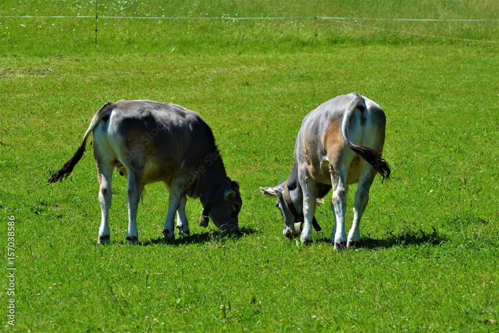 Obraz premium Kühe auf Wiese